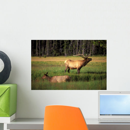 Elk Bay Wall Decal