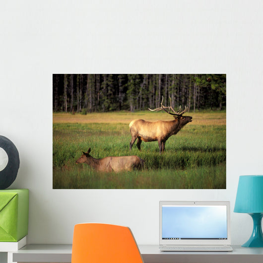 Elk Bay Wall Decal