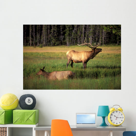 Elk Bay Wall Decal