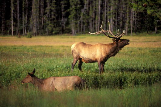 Elk Bay Wall Decal