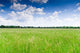 Prairie Wall Decal Design 3