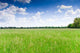 Prairie Wall Decal Design 2
