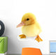 Duckling Young Baby Duck Wall Decal