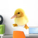 Duckling Young Baby Duck Wall Decal
