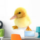 Duckling Young Baby Duck Wall Decal