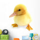 Duckling Young Baby Duck Wall Decal