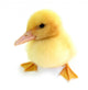Duckling Young Baby Duck Wall Decal