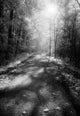 Forest Road Wall Decal Design 2