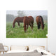 Nebel Wiese Wall Decal