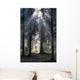 Sun Rays Wall Decal