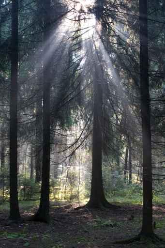 Sun Rays Wall Decal