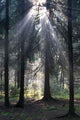Sun Rays Wall Decal