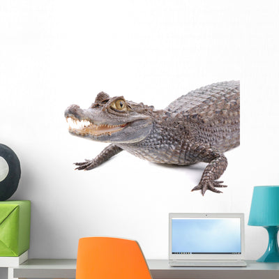 Alligator Wall Decal shown on a wall