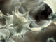 Virus Wall Decal