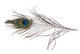 Peacock Feather Wall Decal