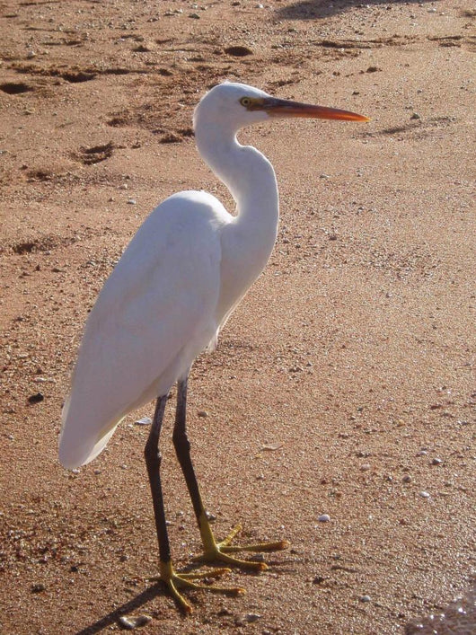 Heron Wall Decal