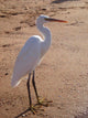 Heron Wall Decal