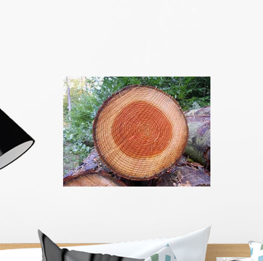 Tree Ring Wall Decal