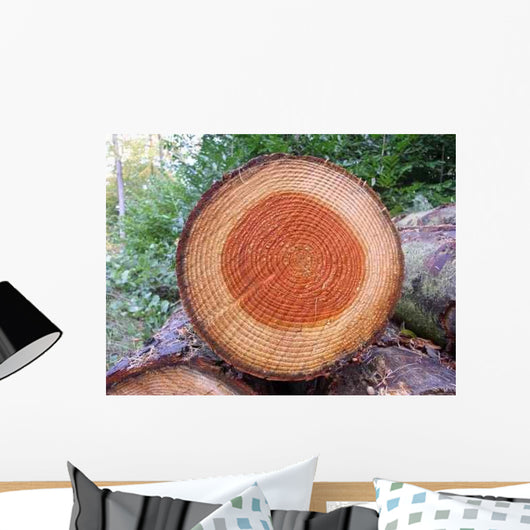 Tree Ring Wall Decal