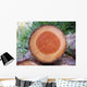 Tree Ring Wall Decal