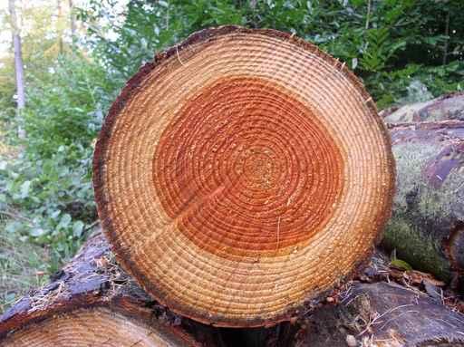 Tree Ring Wall Decal