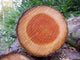 Tree Ring Wall Decal