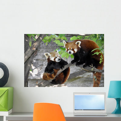 Two Red Pandas Wall Decal shown on a wall