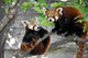 Two Red Pandas Wall Decal