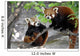 Two Red Pandas Wall Decal