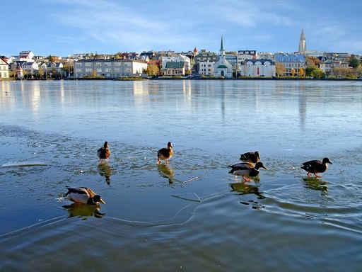 Ducks Ice Reykjavik Wall Decal