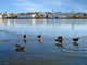 Ducks Ice Reykjavik Wall Decal