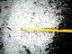 Hailstones Wall Decal