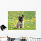 Puppy Shepherd Belgian Sitting Wall Decal