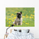 Puppy Shepherd Belgian Sitting Wall Decal