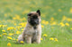 Puppy Shepherd Belgian Sitting Wall Decal