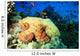 Reef Octopus (Octopus cyaneus) and Tropical Fish Wall Mural