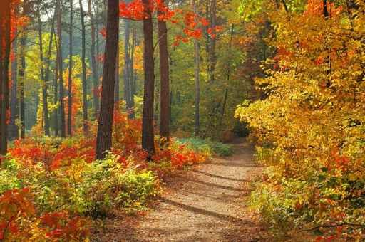 Colors Fall Wall Decal
