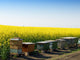 Beekeeping Orchard Wall Decal