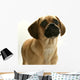 Puppy Puggle Looking Sad Wall Decal