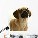 Puppy Puggle Looking Sad Wall Decal
