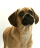 Puppy Puggle Looking Sad Wall Decal