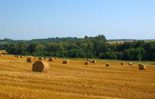 Belarussian Fields Wall Decal