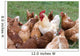 Large Rooster and Hens Wall Decal
