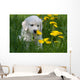 Golden Retriever Puppy Wall Decal Design 1