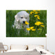 Golden Retriever Puppy Wall Decal Design 1