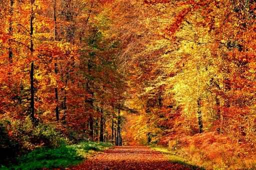 Autumn Path Wall Decal