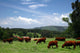 Country Scene Wall Decal