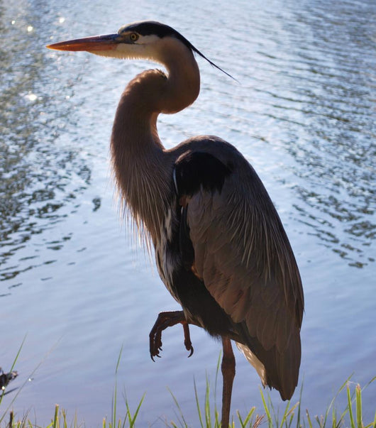 Great Blue Heron Wall Decal