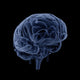 Brain Transparent Veins Arteries Wall Decal