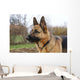 Deutscher Schferhund Wall Decal